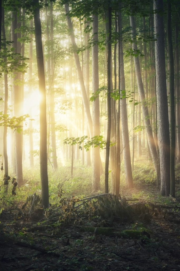 Grön tät skog i motljus